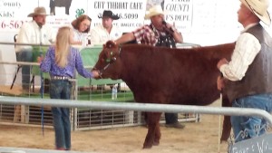 Cow auction