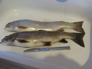 Couple of nice rainbows