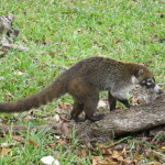 Coati