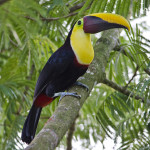 Toucan