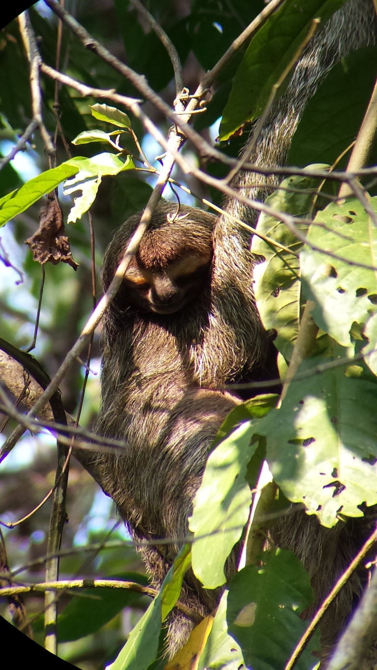 2-toed sloth