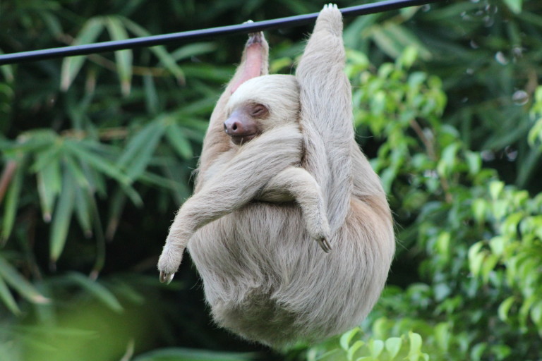 Animals and Birds of Costa Rica