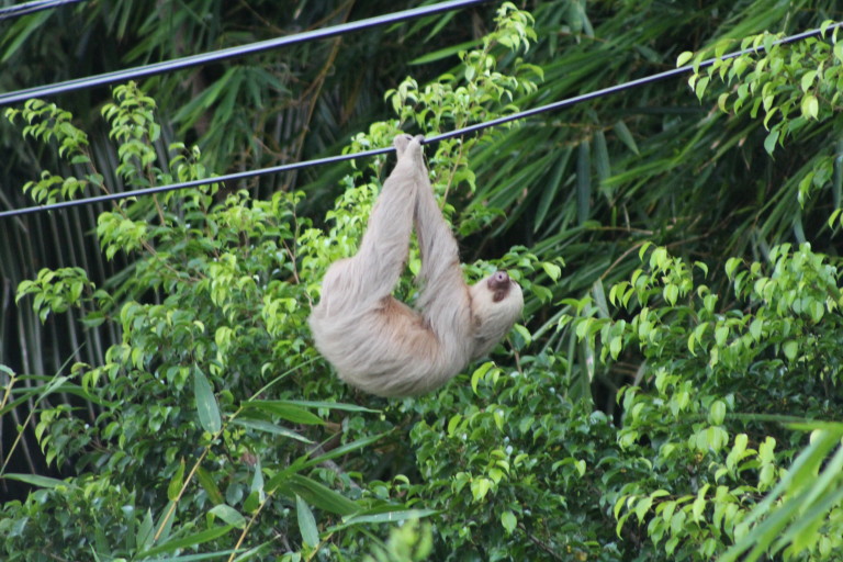 3-toed Sloth