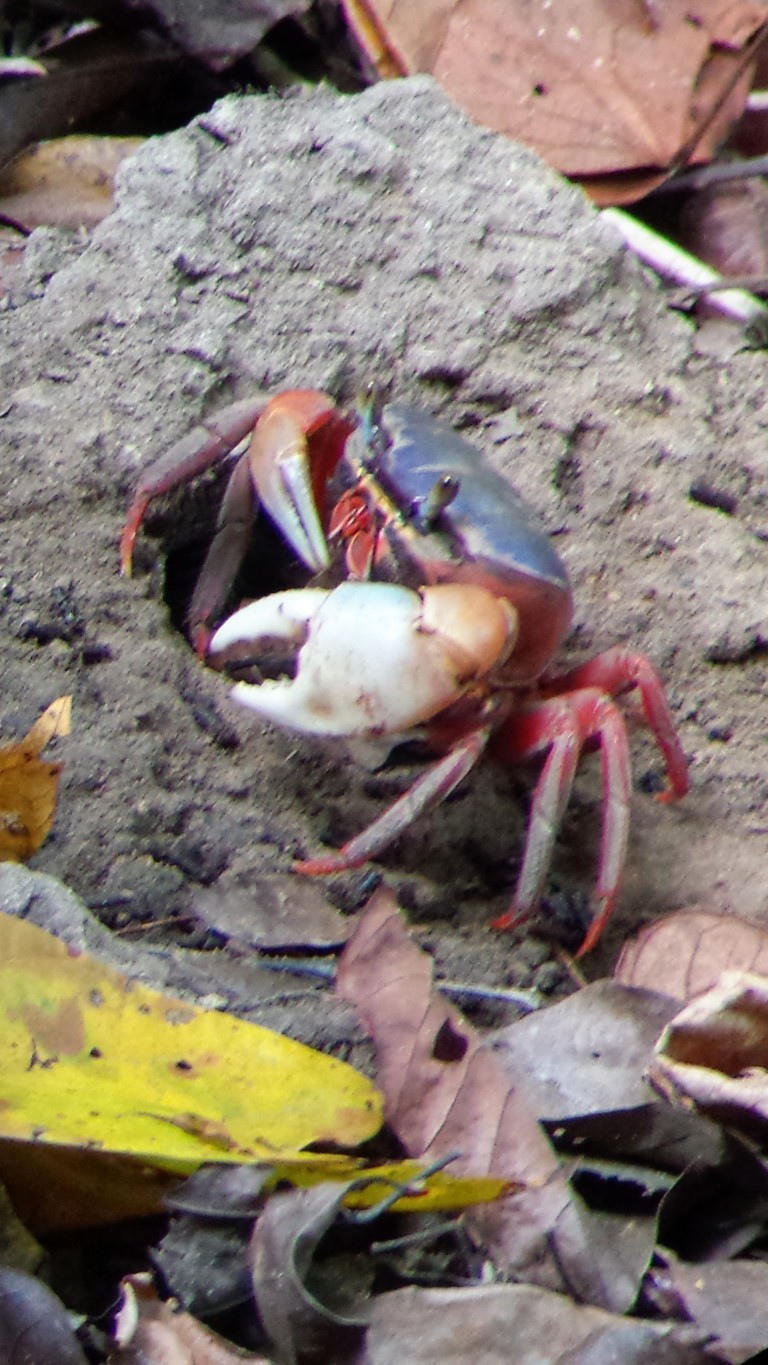 All American crab