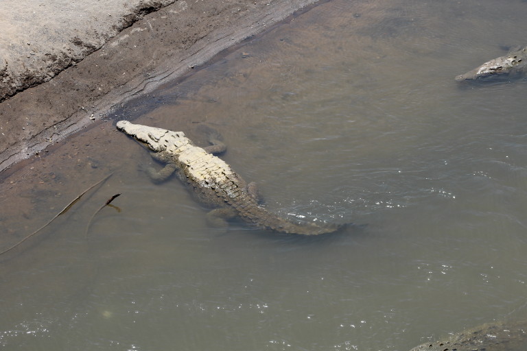 American crocodile