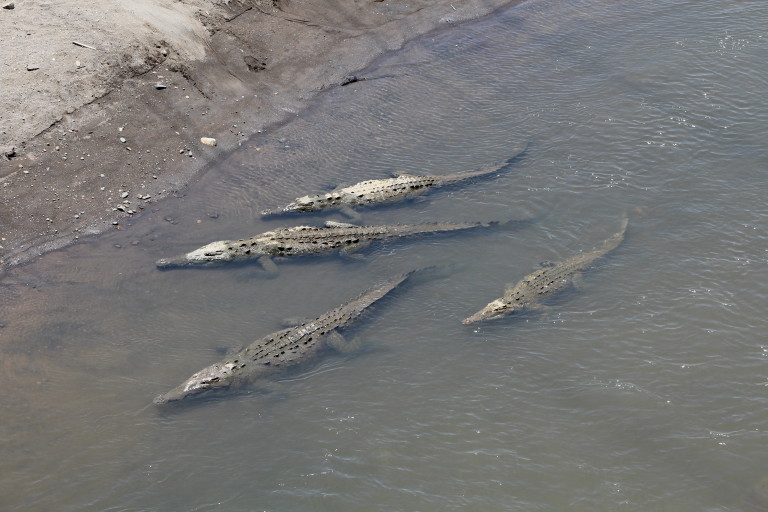 American crocodiles