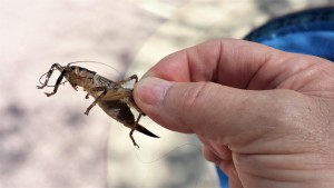 Big grasshoppers! (2)