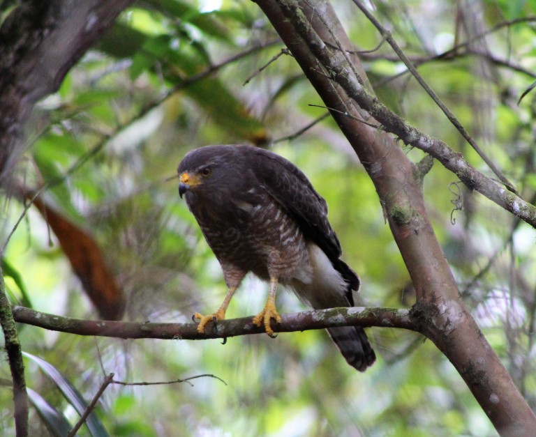 Broad winged Hawk