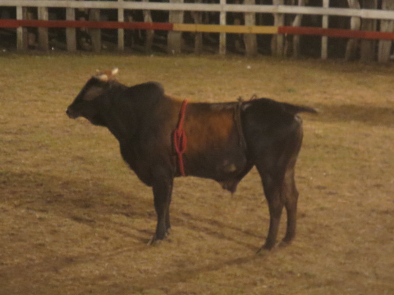 Bull (rodeo)