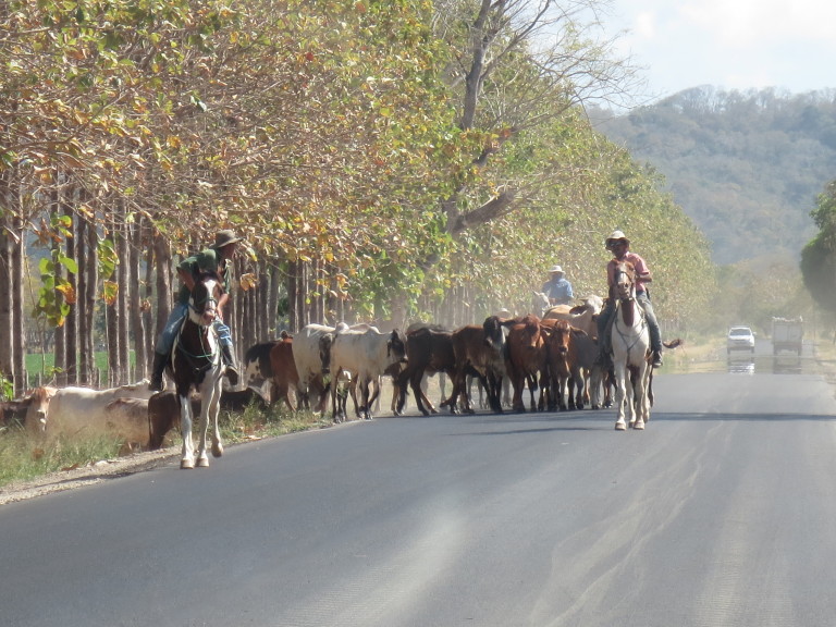 Cattle drive