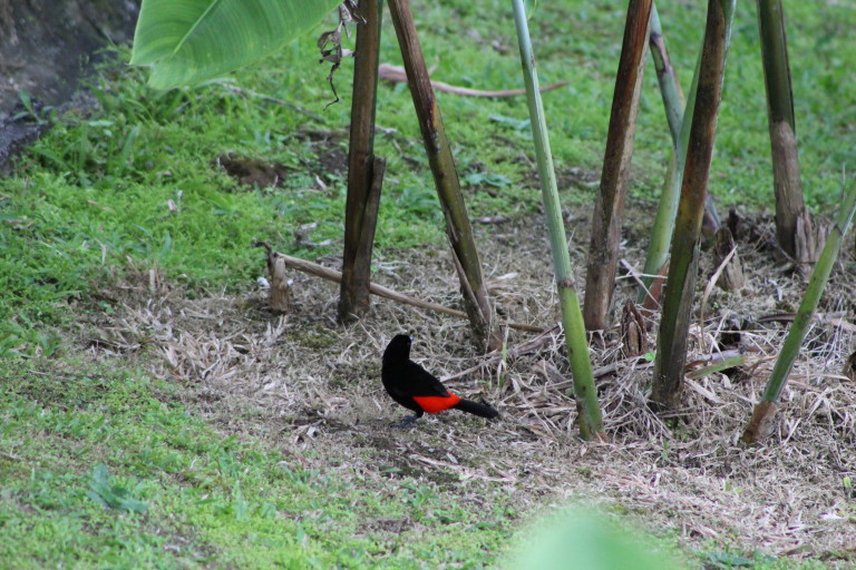 Cherries Tanager