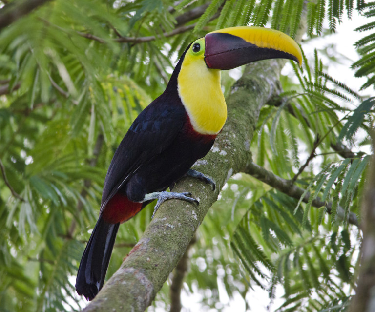 Chestnut Mandibiled Toucan