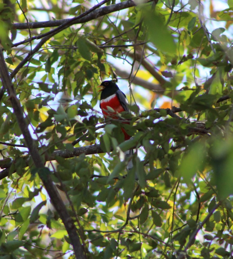 Collared Trogon