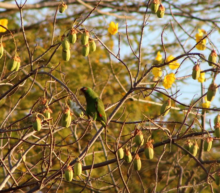 Crimson Fronted Parakeet