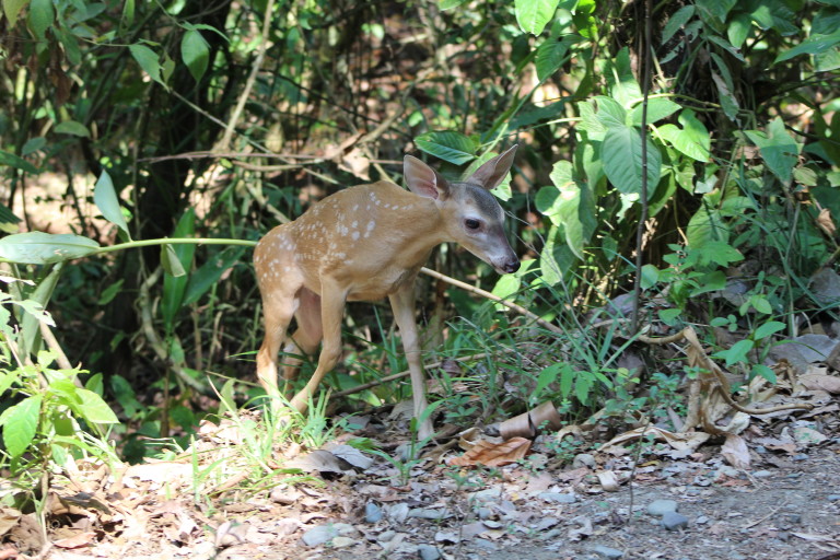 Fawn