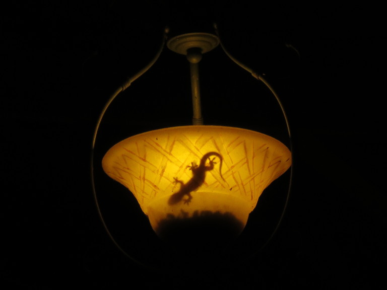 Gecko in light shade