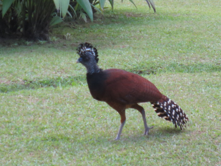 Great Curassow Female