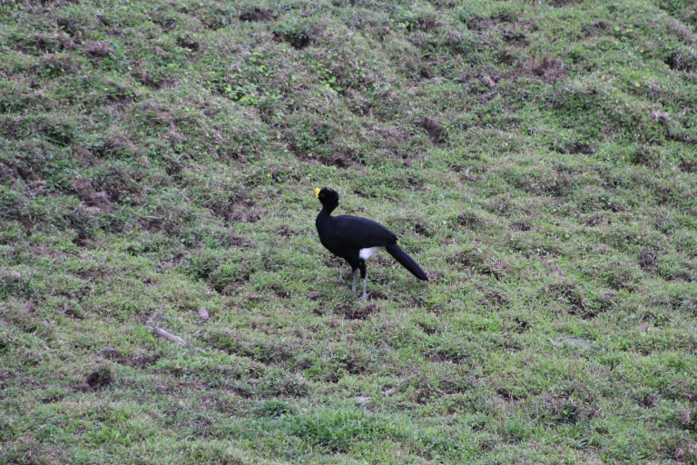 Great Curassow Male