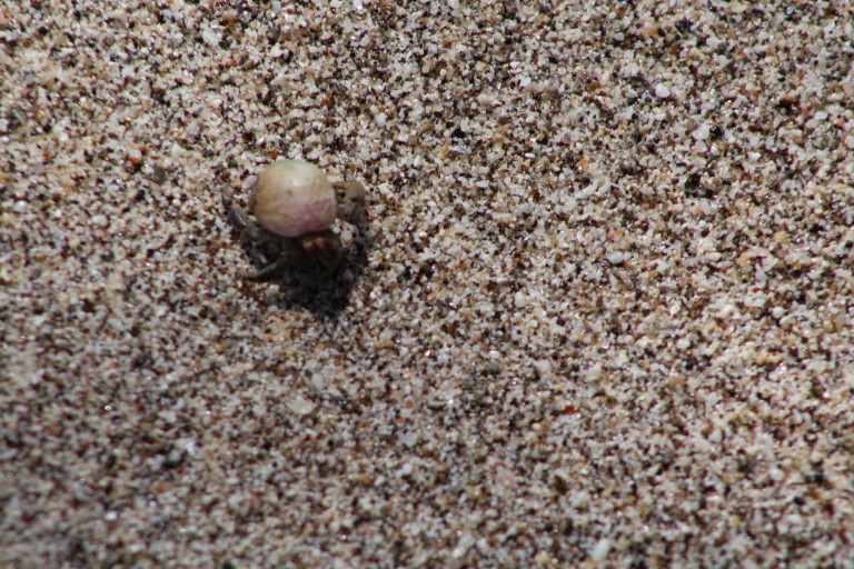 Hermit crab