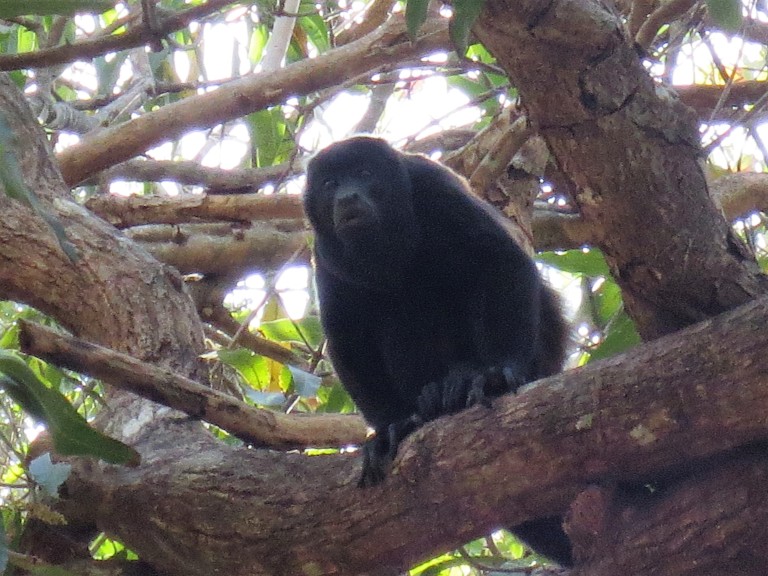 Howler monkey