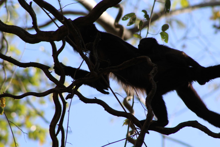 Howler monkey