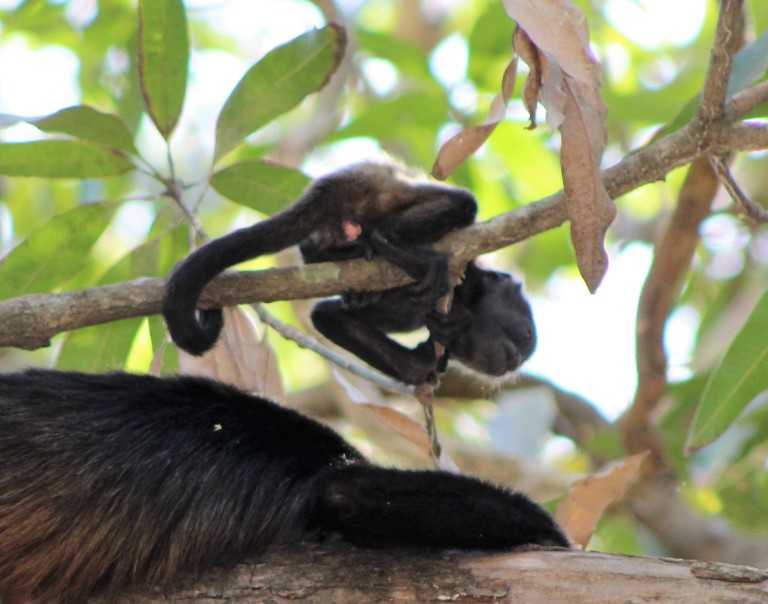 Howler monkey baby