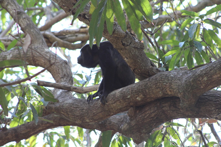 Howler monkey El Jefe