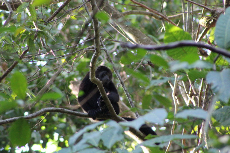 Howler monkey kid