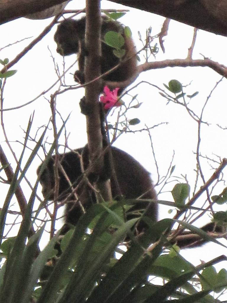 Howler monkeys