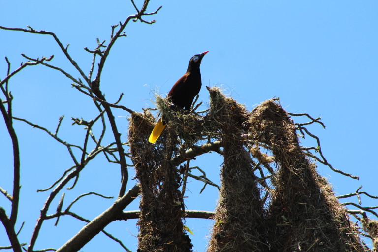 Montezuma Bird