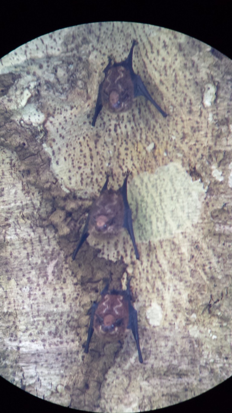 Proboscis bats on a tree