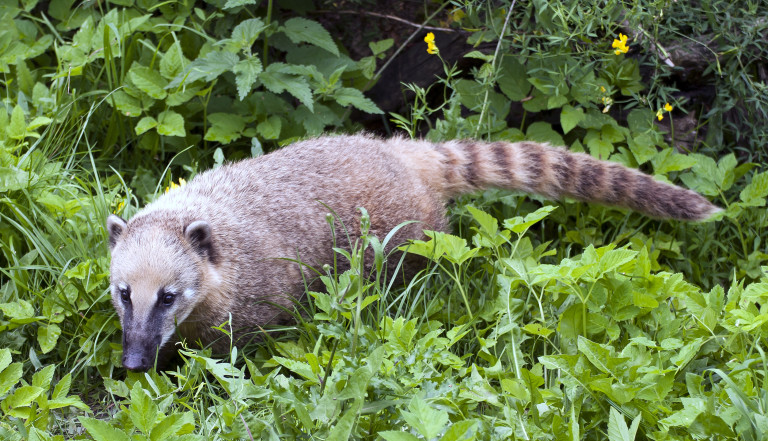 Ring tailed coati