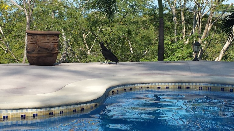 Vulture at the pool