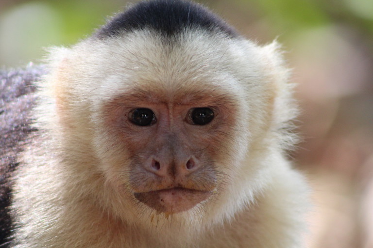 White Faced Monkey