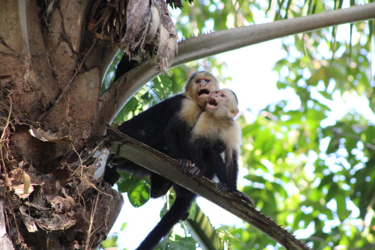 White faced monkeys