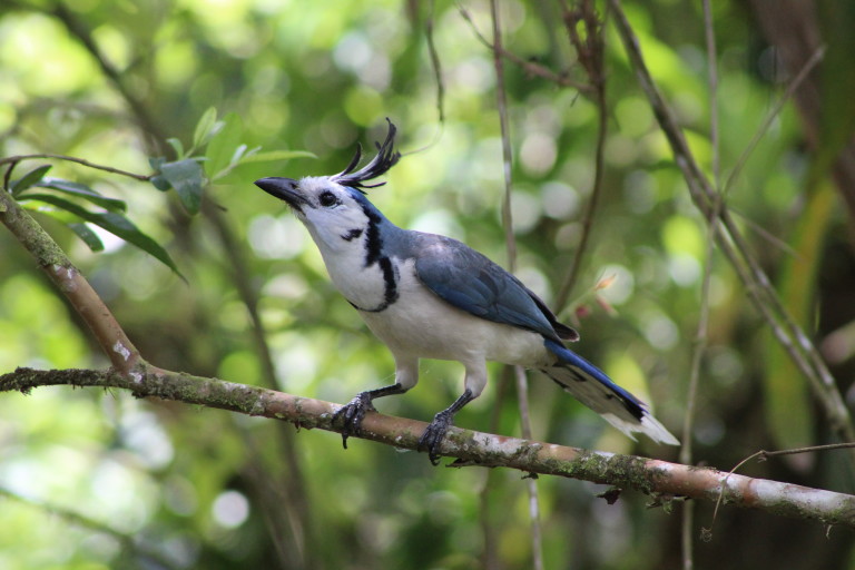 White-throated Magpie 