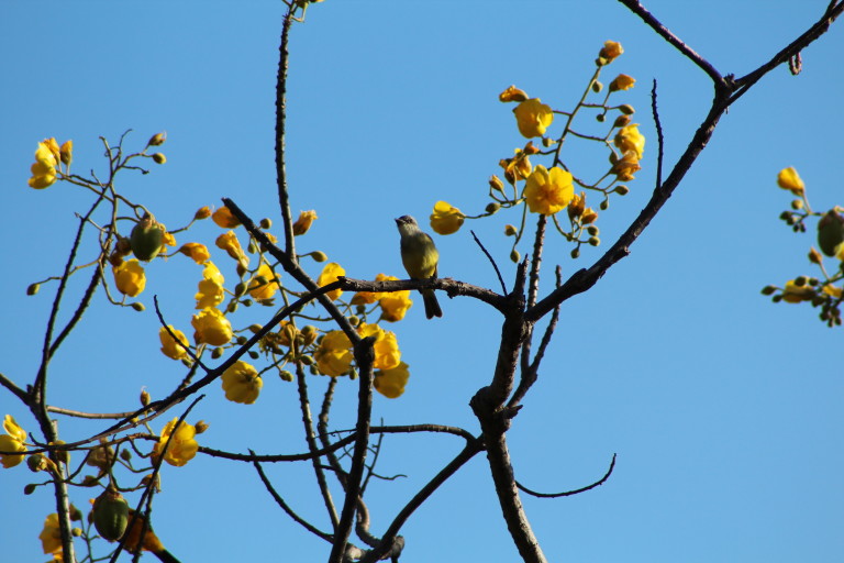 Yellow Crowned Tyrannulet