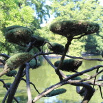 Bonsai in central garden