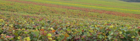 Champagne touring in Epernay