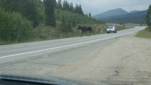 Moose on Hwy9