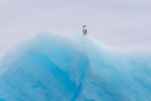 Cormorant