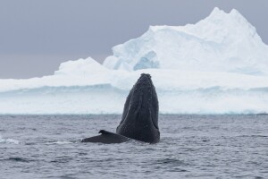 Humpback breaching 1