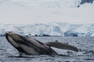 Humpback breaching