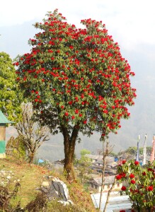 Rhododendron